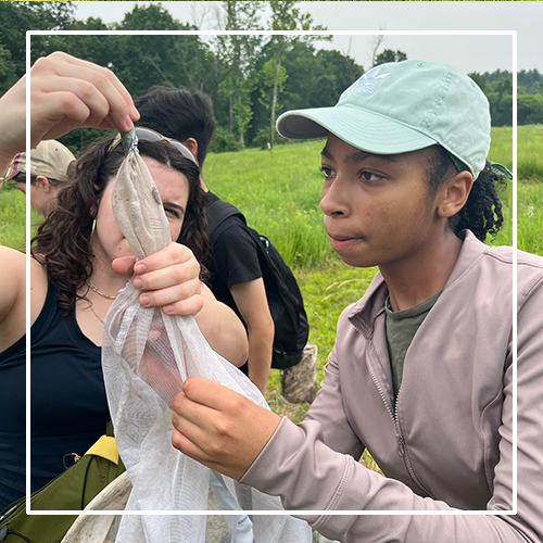 SIFT participants net invertebrates